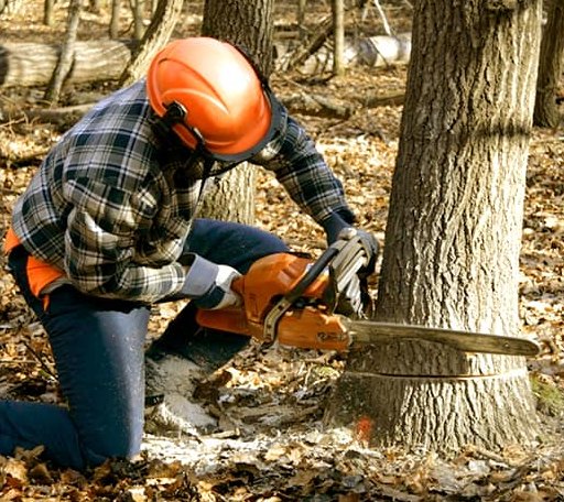 Tree Removal in Brooks, MN